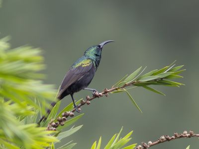 Bronze Sunbird / Bronshoningzuiger / Nectarinia kilimensis