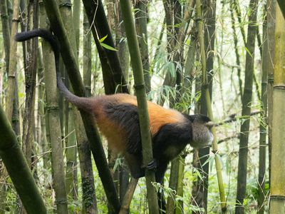 Golden Monkey / Gouden Meerkat / Cercopithecus mitis kandti