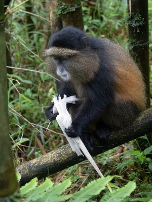 Golden Monkey / Gouden Meerkat / Cercopithecus mitis kandti