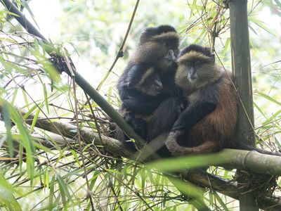 Golden Monkey / Gouden Meerkat / Cercopithecus mitis kandti