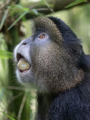 Golden Monkey / Gouden Meerkat / Cercopithecus mitis kandti