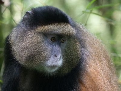 Golden Monkey / Gouden Meerkat / Cercopithecus mitis kandti