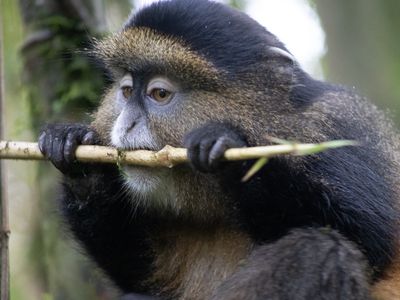 Golden Monkey / Gouden Meerkat / Cercopithecus mitis kandti