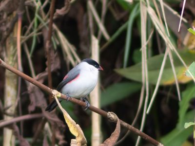 Black-headed Waxbill / Zwartkapastrild / Estrilda atricapilla