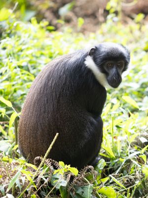 L'Hoest's Monkey / L'Hostmeerkat / Allochrocebus lhoesti