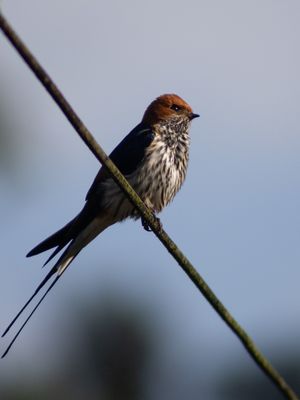 Lesser Striped Swallow / Savannezwaluw / Cecropis abyssinica