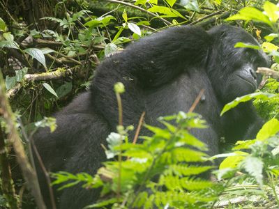 Mountain Gorilla / Berggorilla / Gorilla beringei