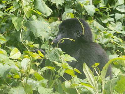 Mountain Gorilla / Berggorilla / Gorilla beringei