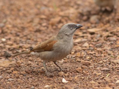 Northern Grey-headed Sparrow / Grijskopmus / Passer griseus