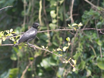 Sooty Chat / Zwarte miertapuit / Myrmecocichla nigra