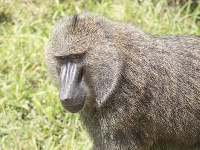 Olive Baboon / Groene baviaan / Papio anubis