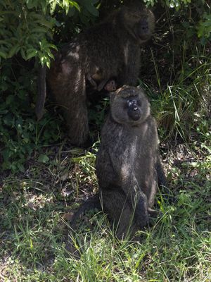 Olive Baboon / Groene baviaan / Papio anubis