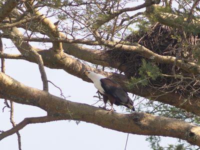 African Fish-Eagle / Afrikaanse zeearend / Haliaeetus vocifer