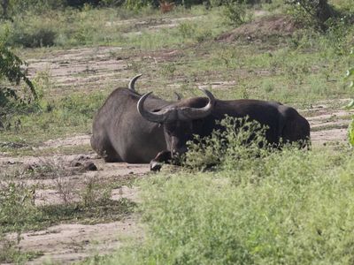 African buffalo / Kafferbuffel / Syncerus caffer