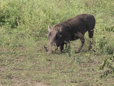 Common Warthog / Knobbelzwijn / Phacochoerus africanus