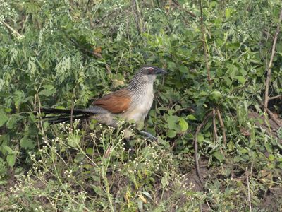 White-browed Coucal / Wenkbrauwspoorkoeko ek / Centropus superciliosus