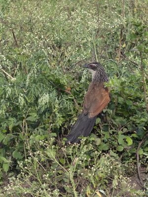 White-browed Coucal / Wenkbrauwspoorkoekoek / Centropus superciliosus