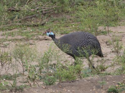 Rwanda & Uganda, November 2025