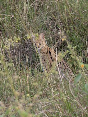 Serval / Serval / Leptailurus serval