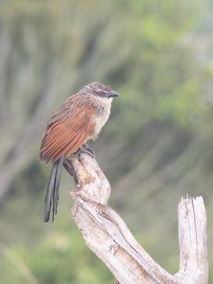 White-browed Coucal / Wenkbrauwspoorkoeko ek / Centropus superciliosus