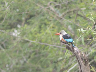 Grey-headed Kingfisher / Grijskopijsvogel / Halcyon leucocephala