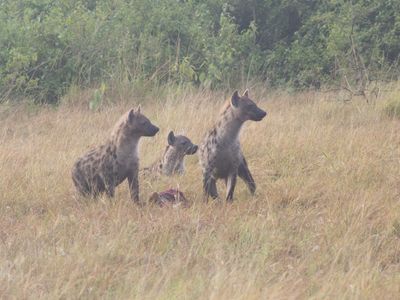 Spotted Hyena / Gevlekte hyena / Crocuta crocuta