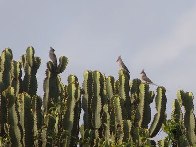 Blue-naped Mousebird / Blauwnekmuisvogel / Urocolius macrourus