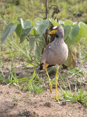 Wattled Lapwing / Lelkievit / Vanellus senegallus