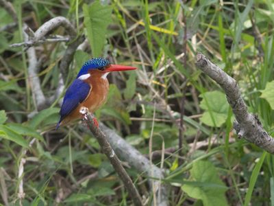 Malachite Kingfisher / Malachietijsvogel / Corythornis cristatus