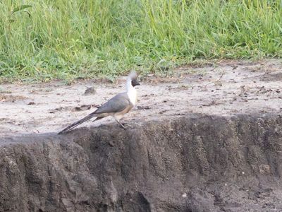 Bare-faced Go-away-bird / Maskertoerako / Crinifer personatus