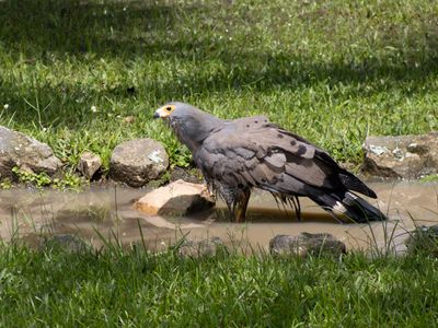 African Harrier-Hawk / Kaalkopkiekendief / Polyboroides typus