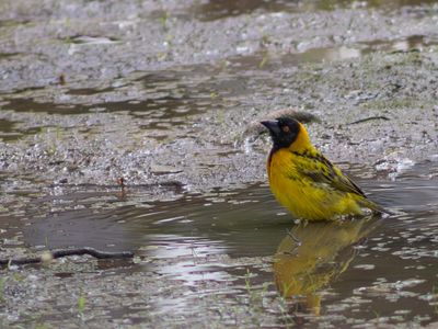 Village Weaver / Grote textorwever / Ploceus cucullatus