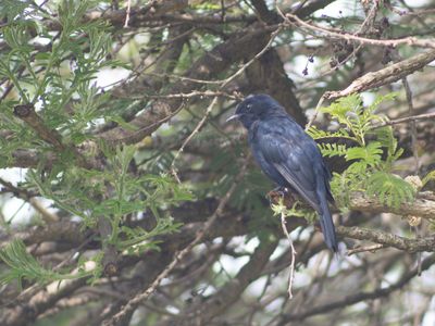 Southern Black Flycatcher / Kaapse drongovliegenvanger / Melaenornis pammelaina