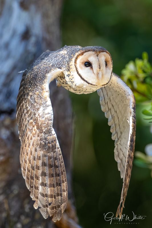 Masked Owl