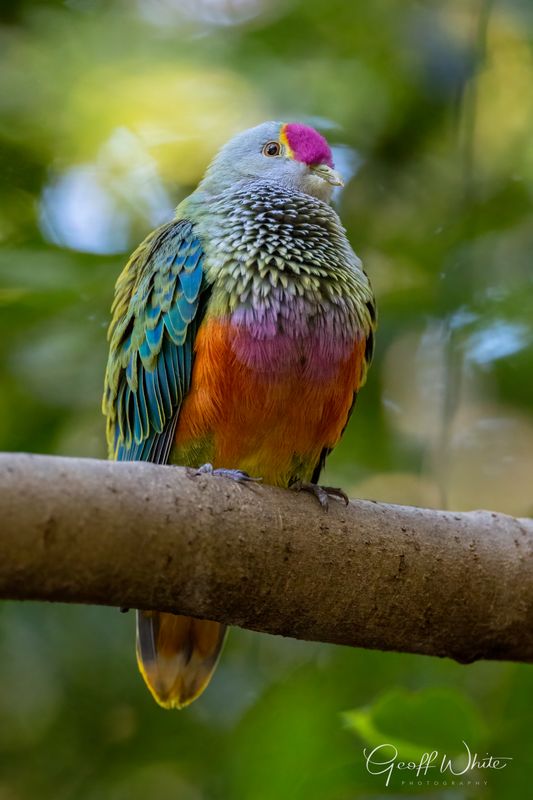 Rose-crowned fruit dove
