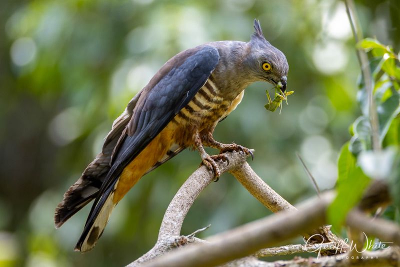 Pacific Bazza