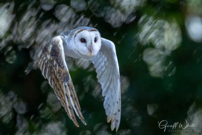 Barn Owl