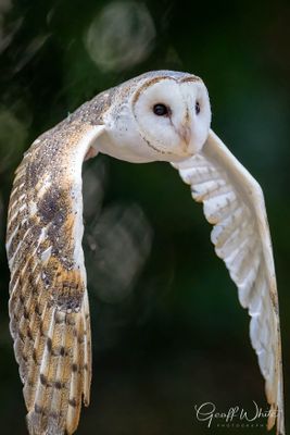 Barn Owl