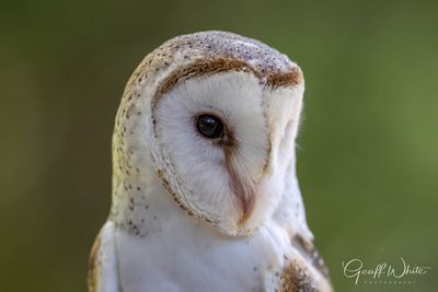 Barn Owl