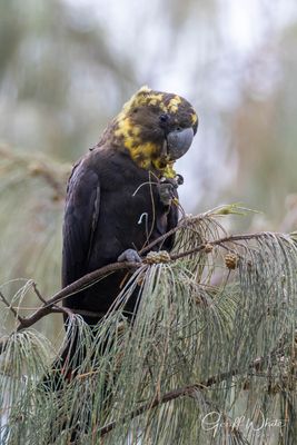 Glossy Black Cockatoo