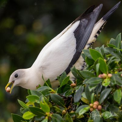 Pied Imperial Pigeon