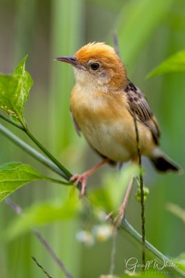 Golden-headed cistacola