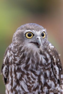 Barking Owl
