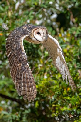 Masked Owl