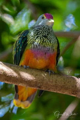 Rose-crowned fruit dove