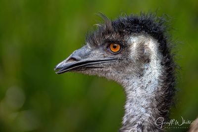 Emu