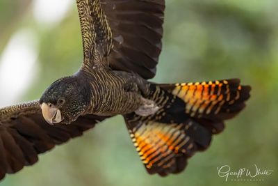 Red-tailed black cockatoo