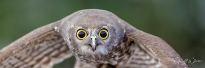 Barking owl