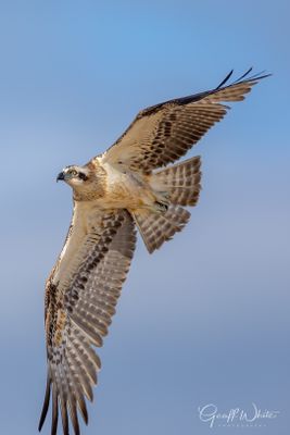 Eastern Osprey