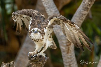 Eastern Osprey